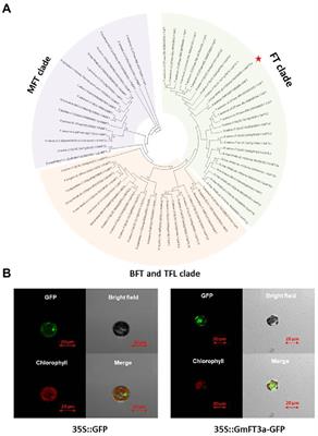 GmFT3a fine-tunes flowering time and improves adaptation of soybean to higher latitudes